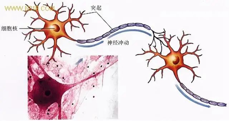 生物農(nóng)藥連續(xù)使用會不會產(chǎn)生抗藥性?(圖1) 生物農(nóng)藥連續(xù)使用會不會產(chǎn)生抗藥性?(圖1)