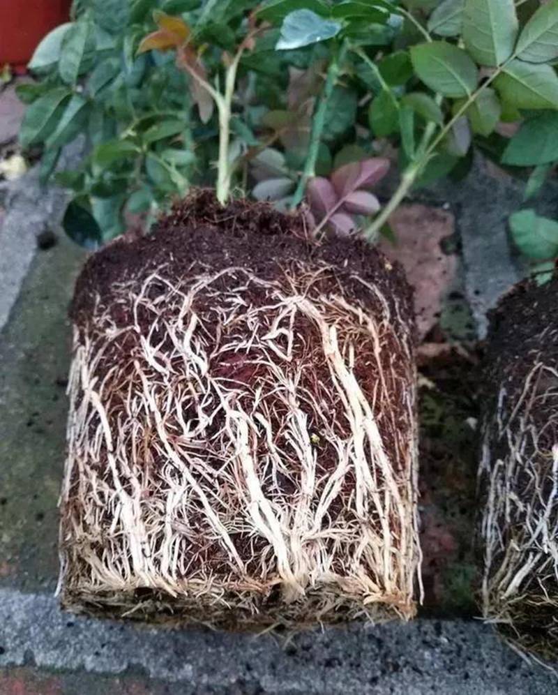 根是植物的命，抓住這幾點，根系粗壯、四通發達(圖1)